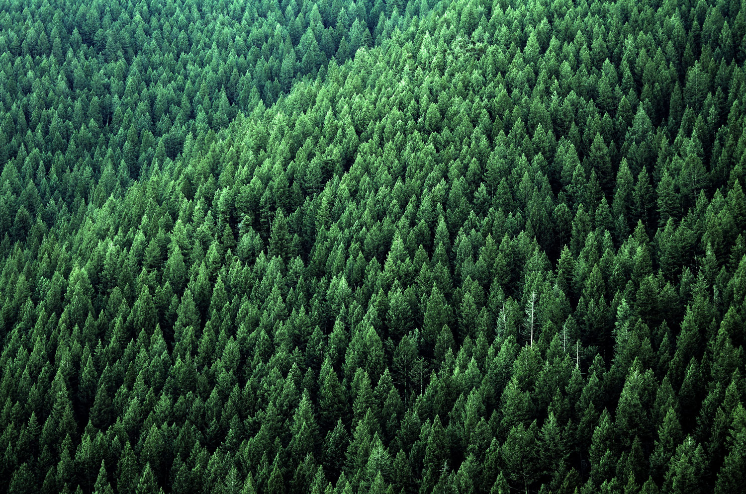 Skog